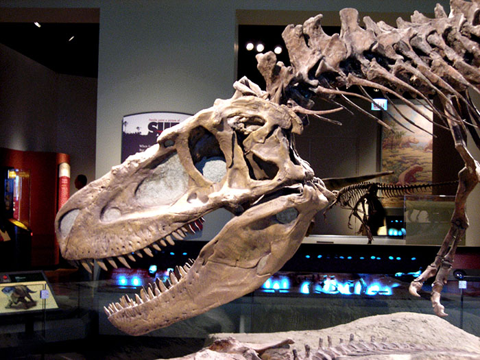 恐龙化石骨架、仿真模型定制
