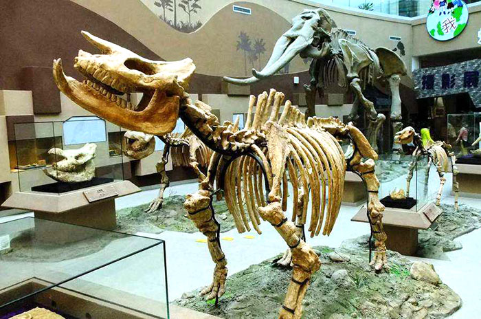 仿真动物及化石骨架、博物馆高级艺术展品