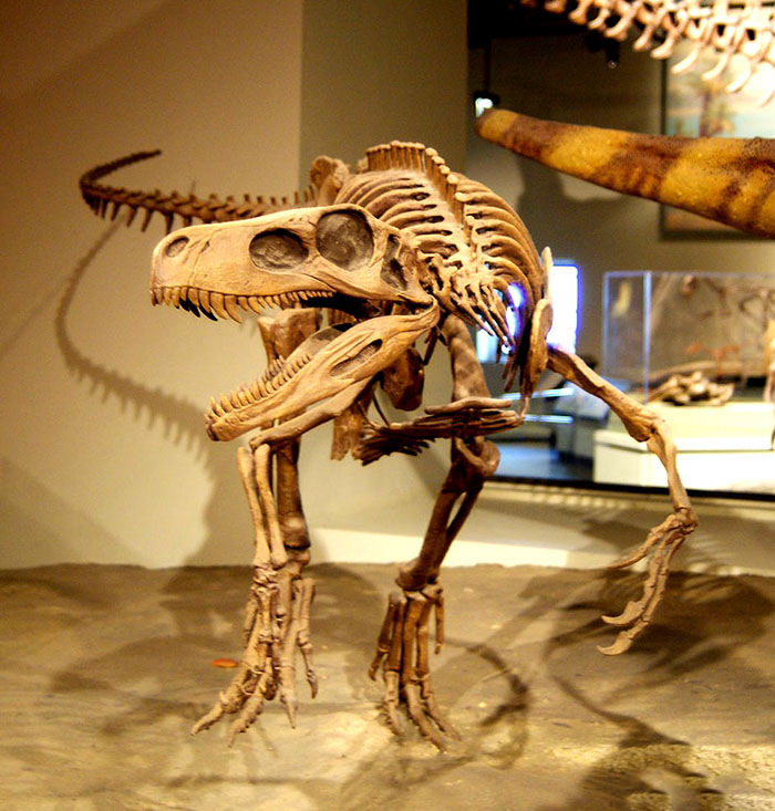 仿真恐龙骨架、永川龙化石