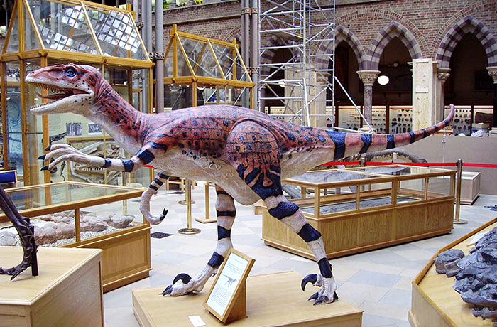 恐龙模型标本、犹他猛龙