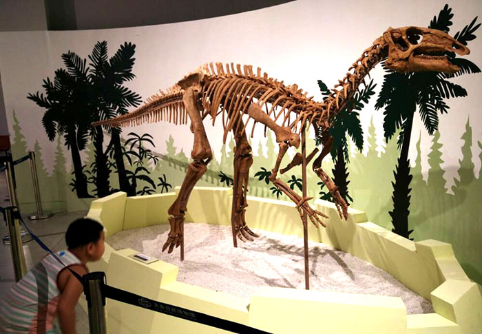 恐龙化石骨架、玻璃钢骨架模型