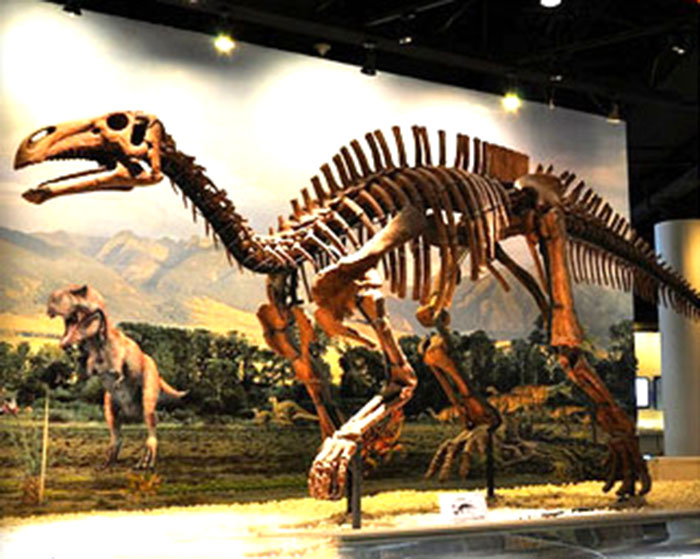 恐龙化石骨架、博物馆恐龙展品