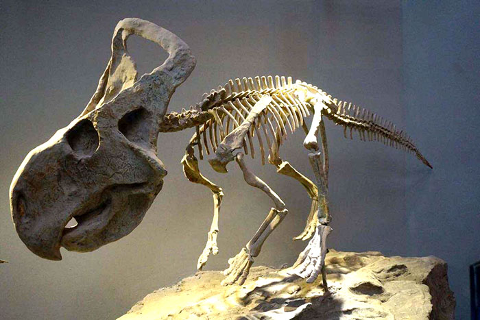 仿真恐龙骨架、博物馆恐龙化石定制
