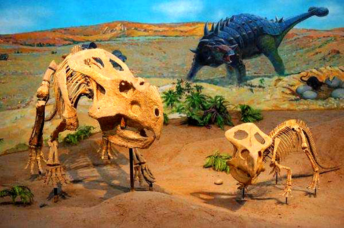 仿真恐龙骨架、恐龙模型定制