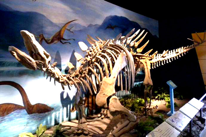 恐龙化石骨架、仿真模型定制