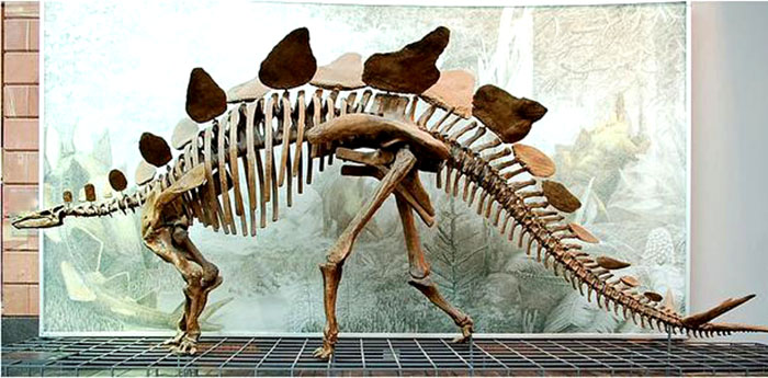 恐龙化石骨架、恐龙骨架