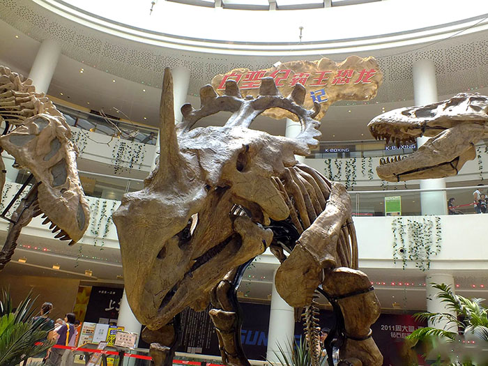 恐龙化石骨架、戟龙