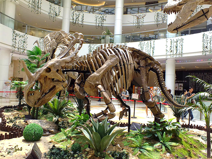 恐龙化石骨架、仿真恐龙骨架