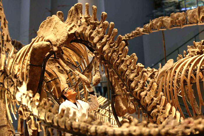 仿真恐龙骨架、恐龙化石模型