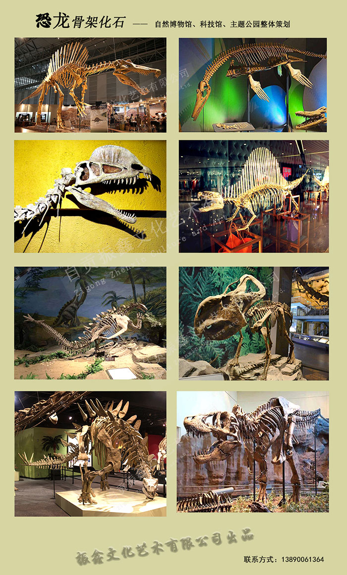 仿真恐龙骨架、恐龙化石模型定制