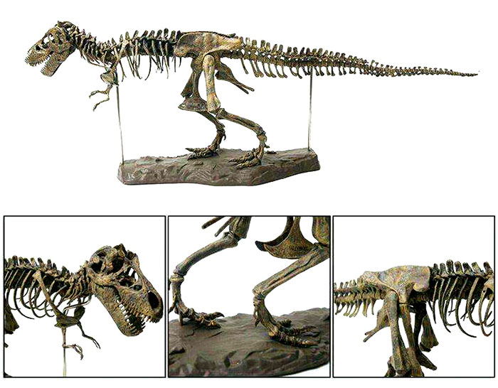恐龙化石骨架、恐龙骨架