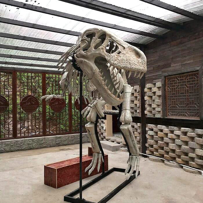 恐龙骨架、恐龙化石模型