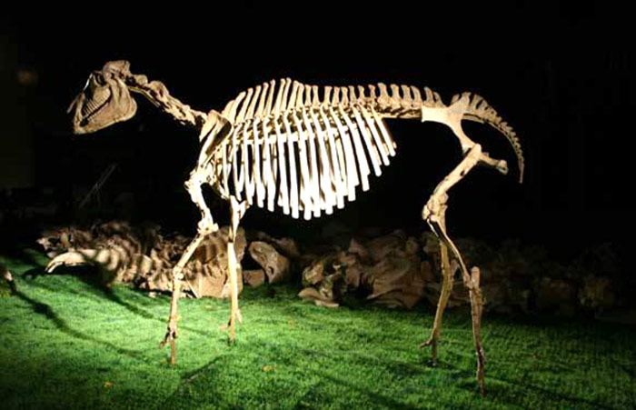 动物化石骨架、三趾马复原骨架