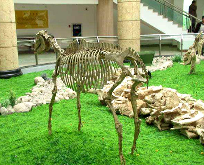动物化石骨架、仿真动物骨架