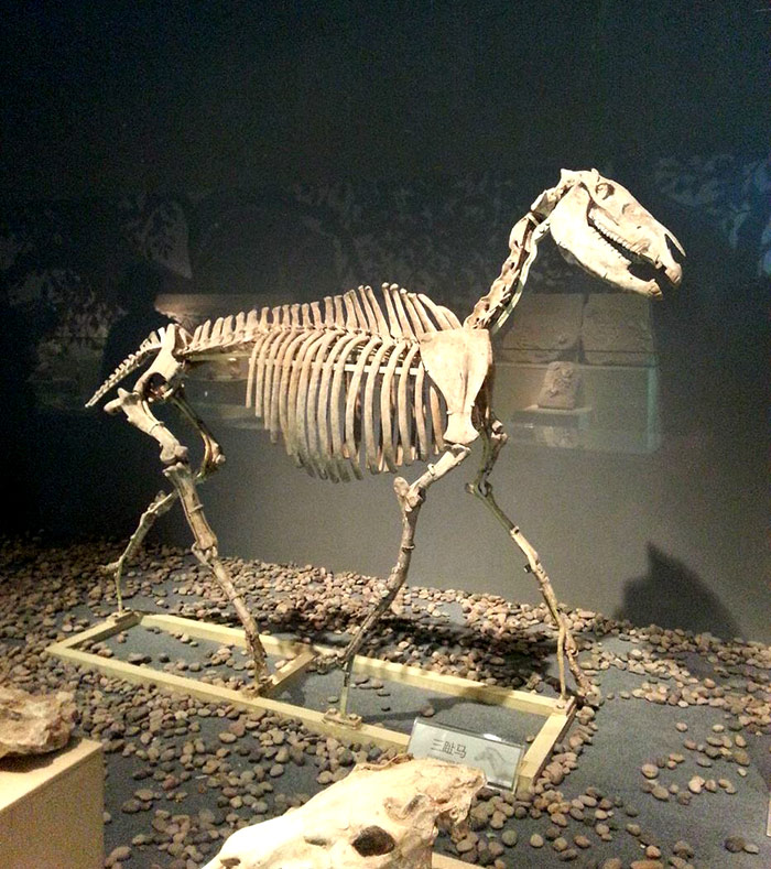 动物化石骨架、仿真模型定制